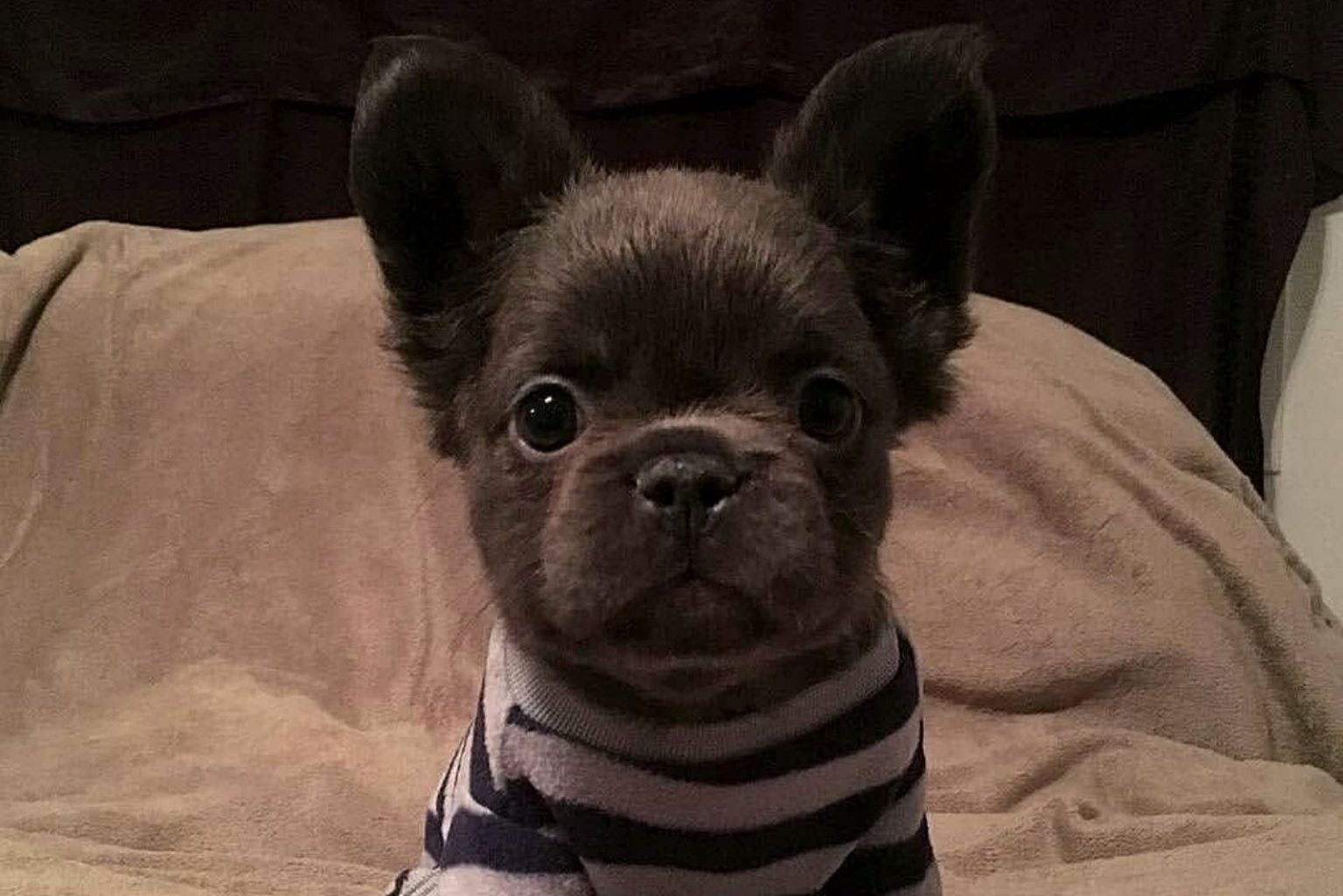 How Much Is A Frenchie Puppy