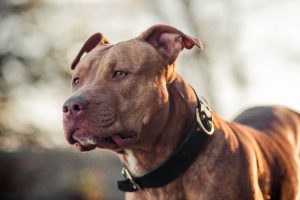 Pitbull Colors Explained: 35 Unique Colors And Patterns