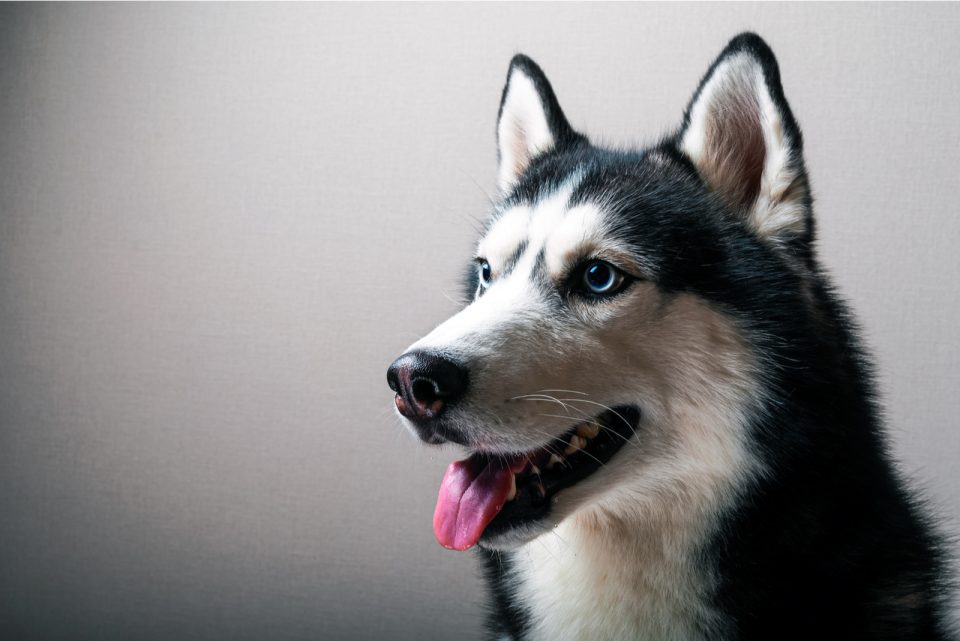 Husky Eye Colors With Pictures: Can Their Eyes Change Color?