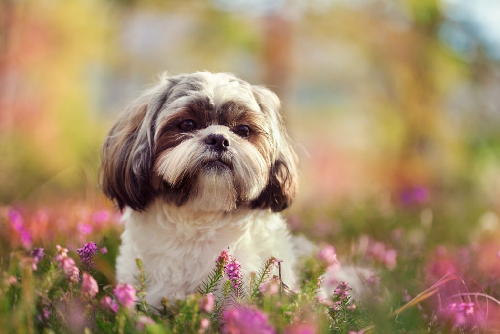 are-shih-tzus-good-with-kids-shih-tzu-character-traits