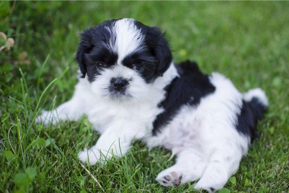 how-much-does-a-shih-tzu-cost-buying-and-raising-shih-tzus