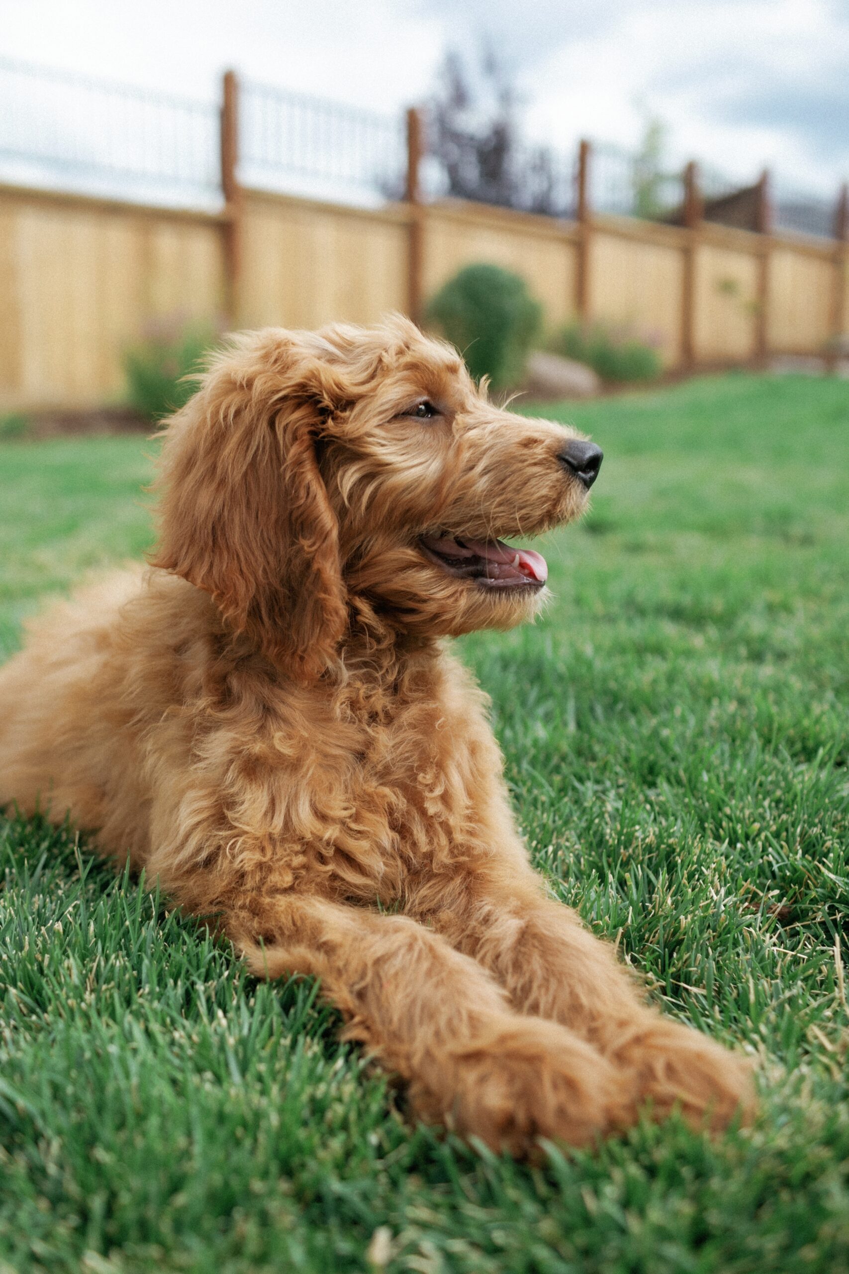 smiling goldendoodle in a yard