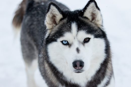 Husky Eye Colors With Pictures: Can Their Eyes Change Color?