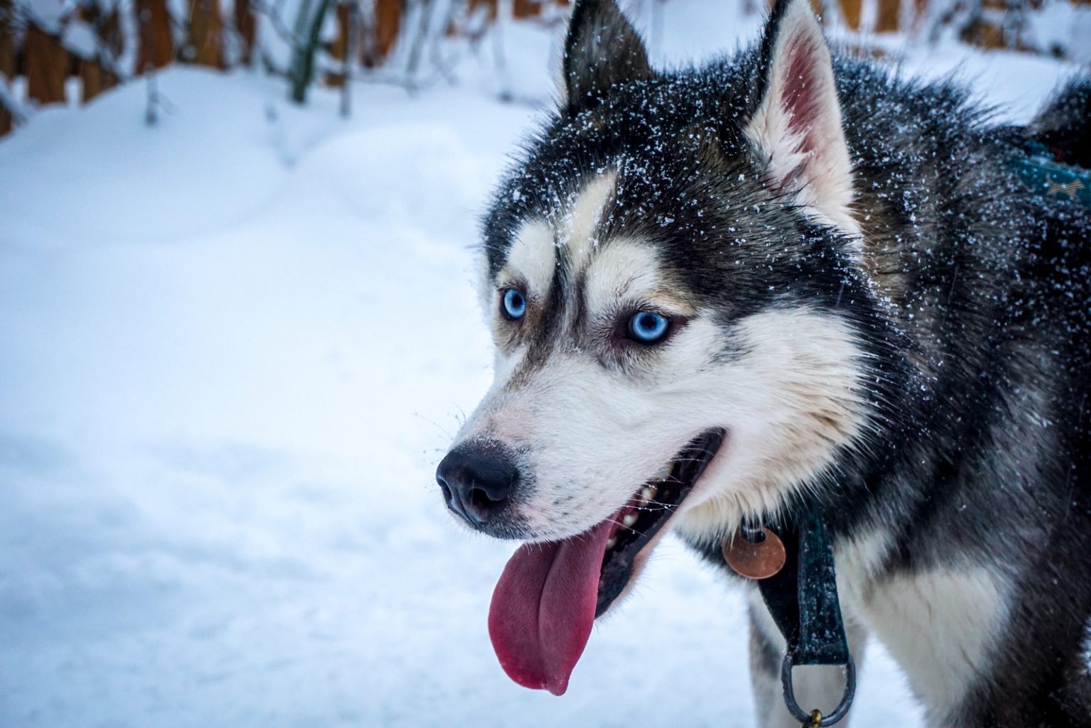 Husky Eye Colors Guide With Pictures – Can Husky Eyes Change Color?