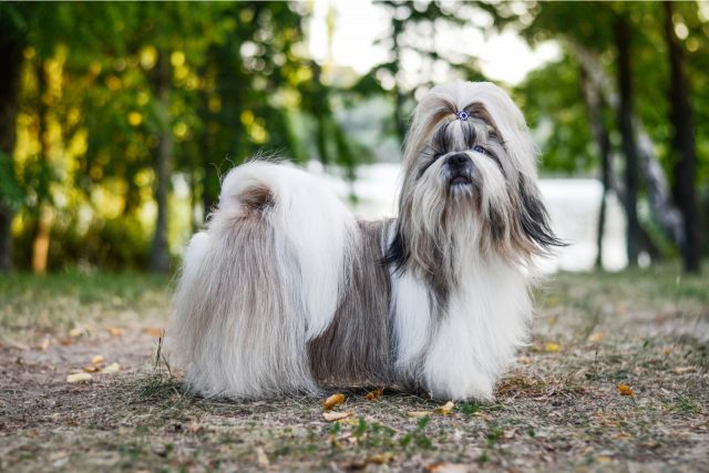 Busting The Myth: Male Vs. Female Shih Tzu