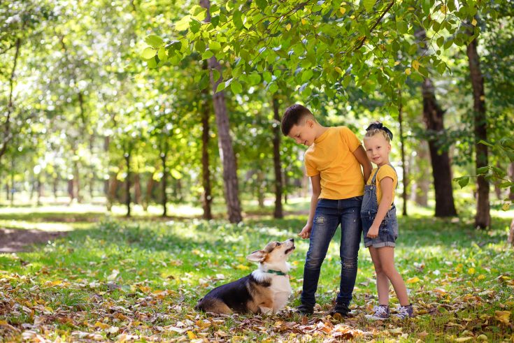 Are Corgis Good With Kids? Advice To Parents With Corgis