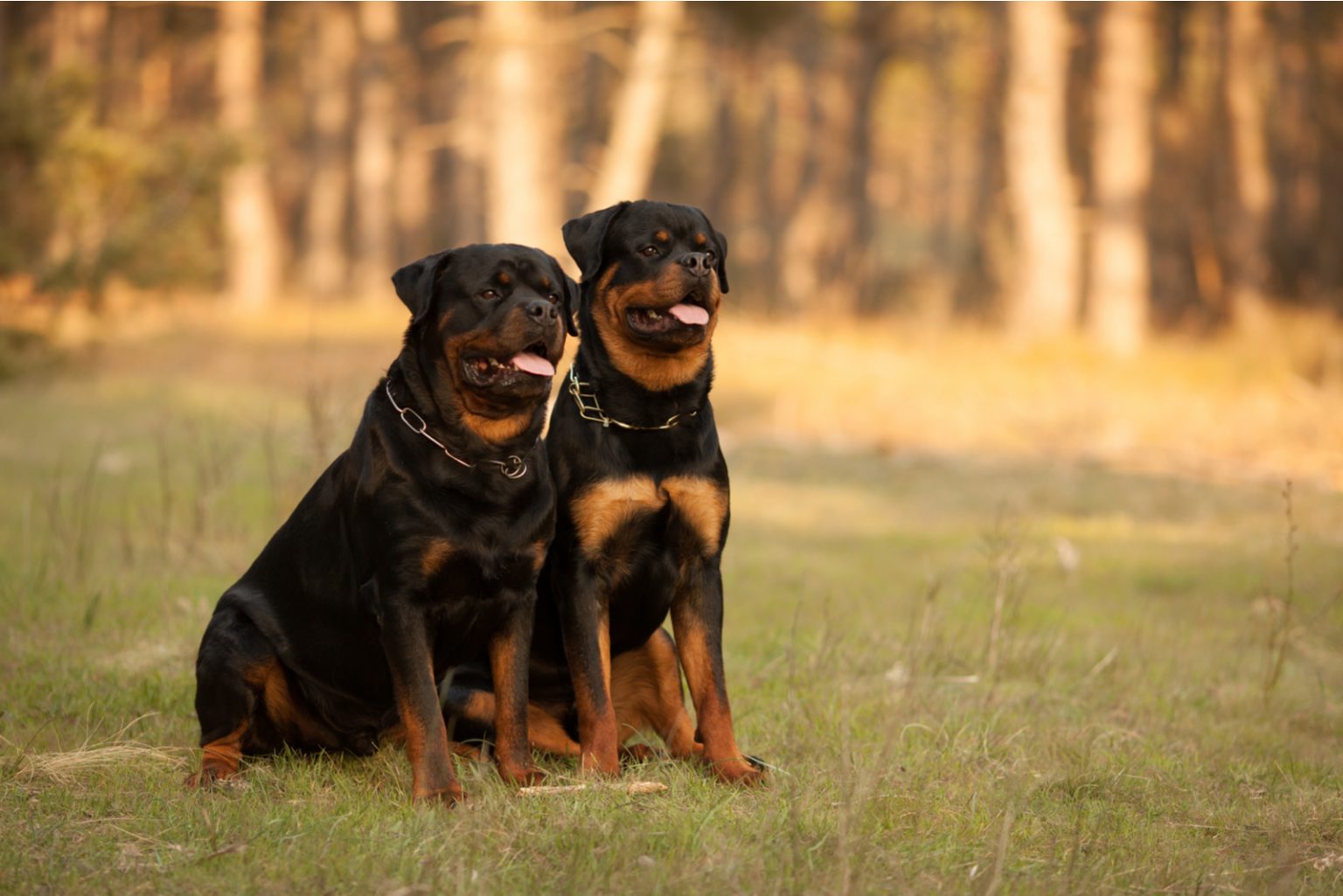 Everything You Wanted To Know About Female Rottweilers