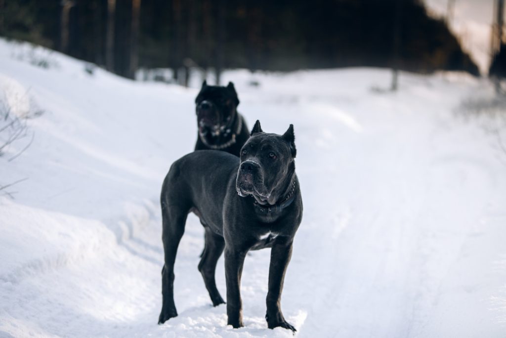 The Complete Guide To The World Of Cane Corso Colors