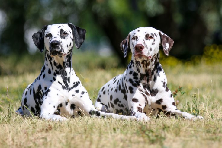 Dalmatian Lifespan: Exploring Dalmatian Life Expectancy