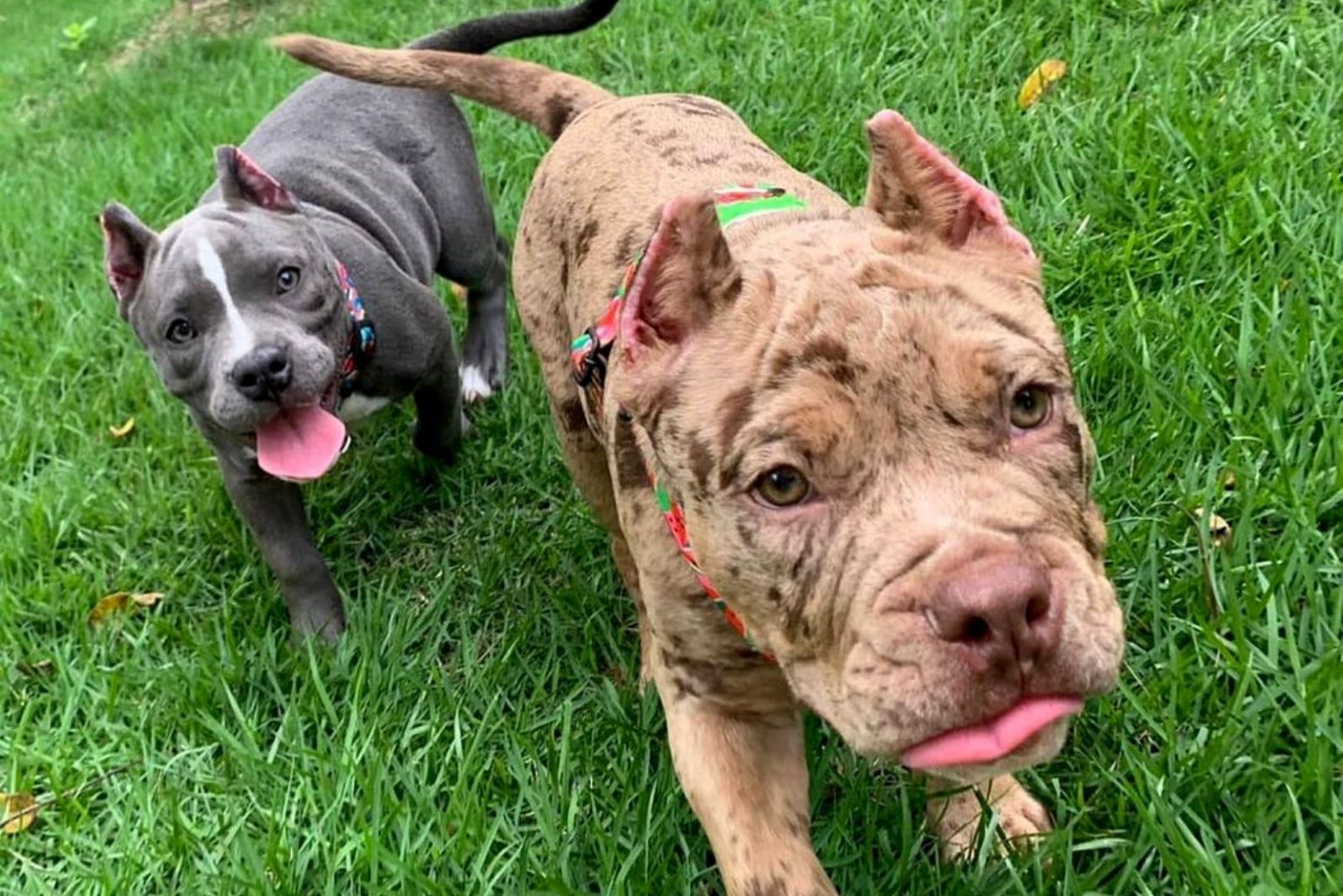 Merle Pitbull: Controversial Color Of A Controversial Breed