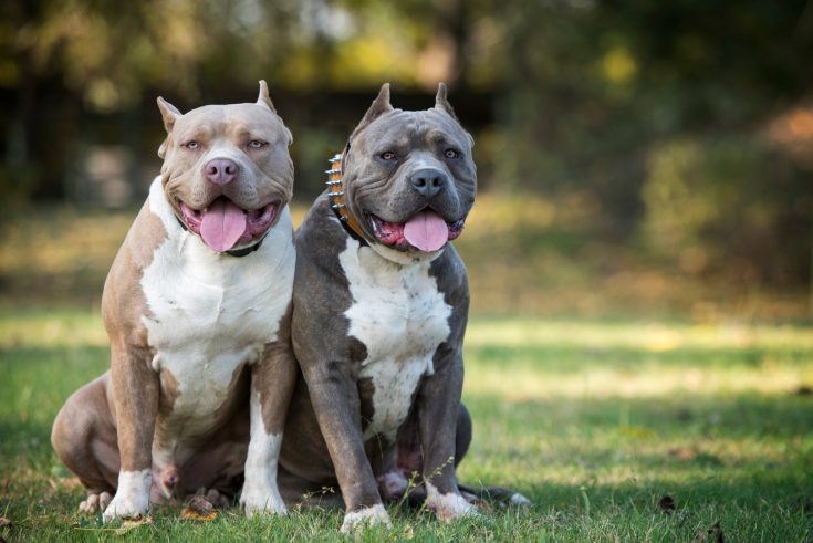 Gotti Pitbull – A Family-Favorite Pitbull Bloodline