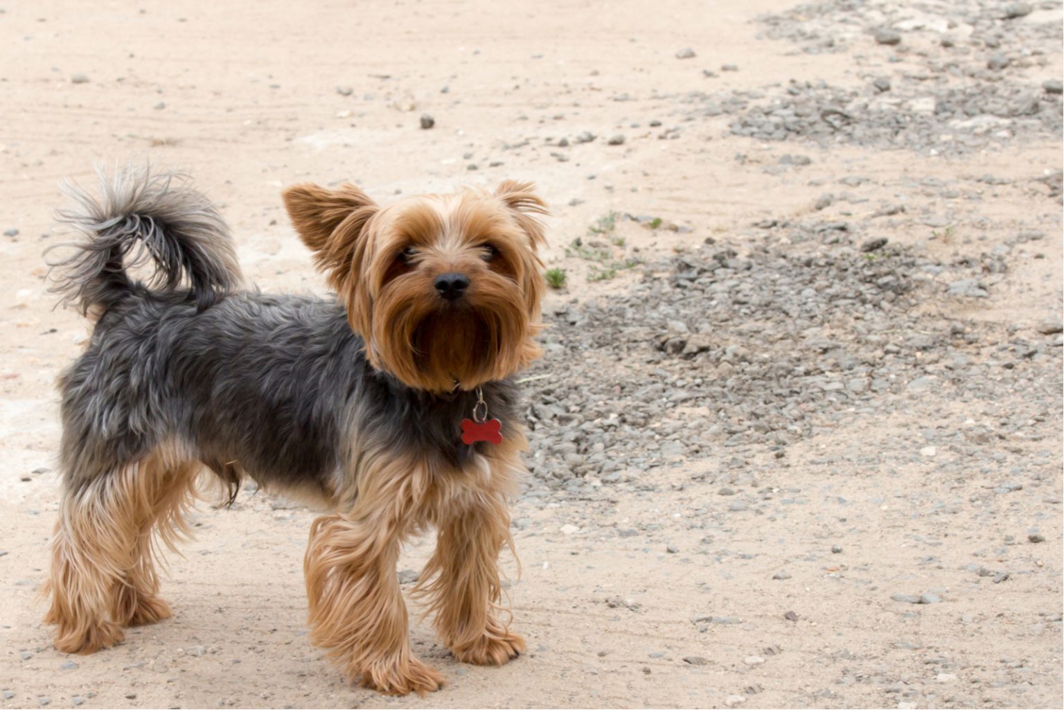 How Much Do Yorkies Cost? Yorkshire Terrier Costs Explained