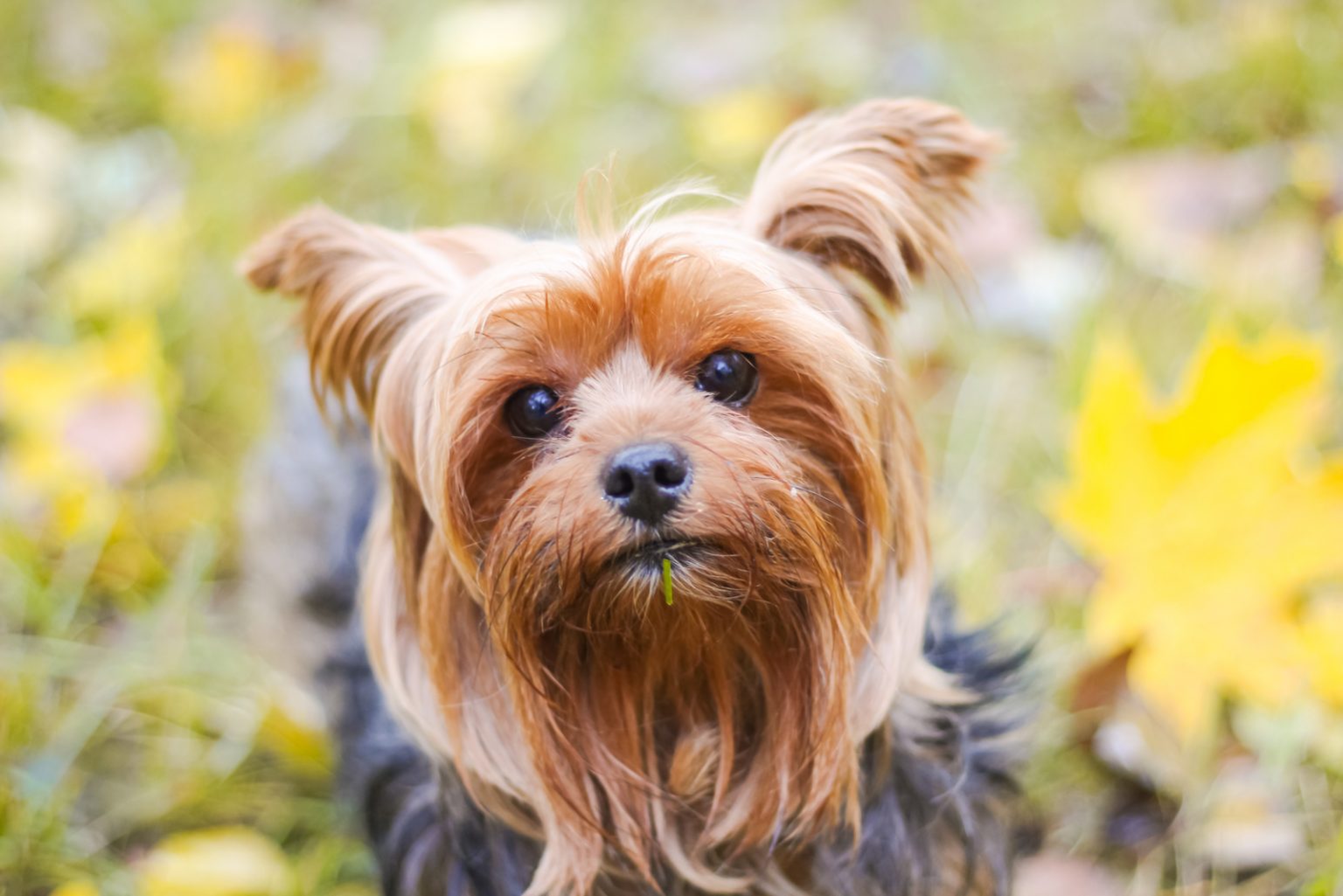 How Much Do Yorkies Cost? Yorkshire Terrier Costs Explained