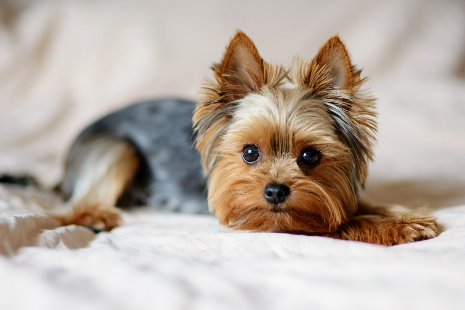 A Male Yorkie? Find Out Which Yorkshire Terrier Is Best