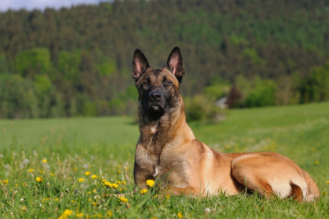 How Much Do Belgian Malinois Cost? All You Need To Know