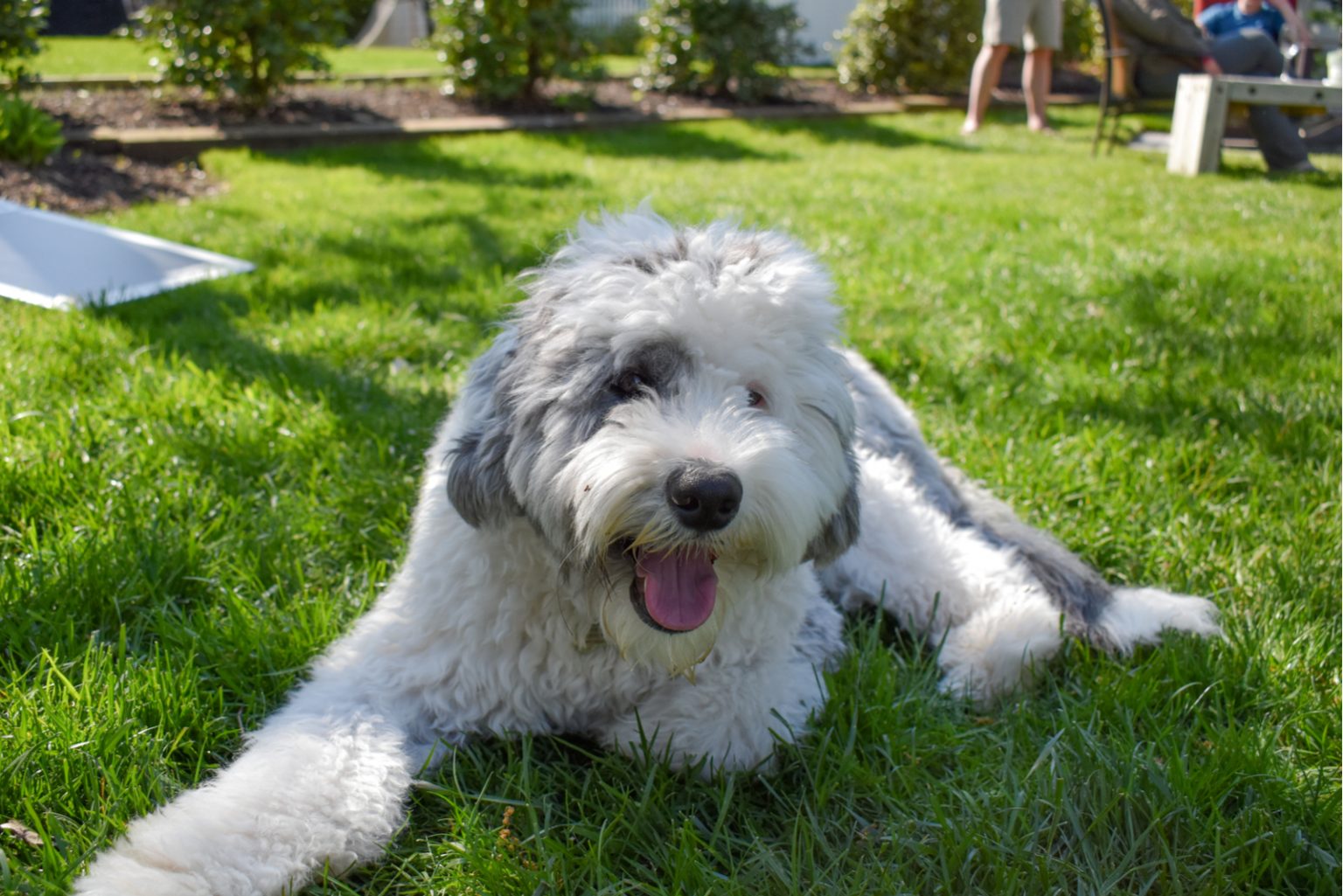 Top 8 Best Sheepadoodle Breeders In 2022 – Puppy Price And Breeding