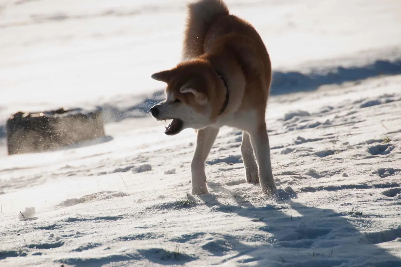 Male Vs Female Akita: Differences In Temperament & Appearance