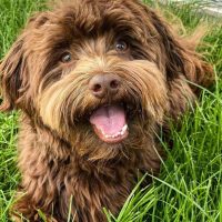 chocolate havanese