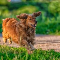 running red haired english cocker spaniel in the park