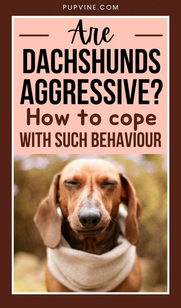 Are Dachshunds Aggressive? How To Cope With Such Behaviour