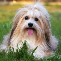 cute purebred havanese puppy dog