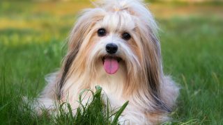 Are Havanese Hypoallergenic? Havanese Shedding And Grooming