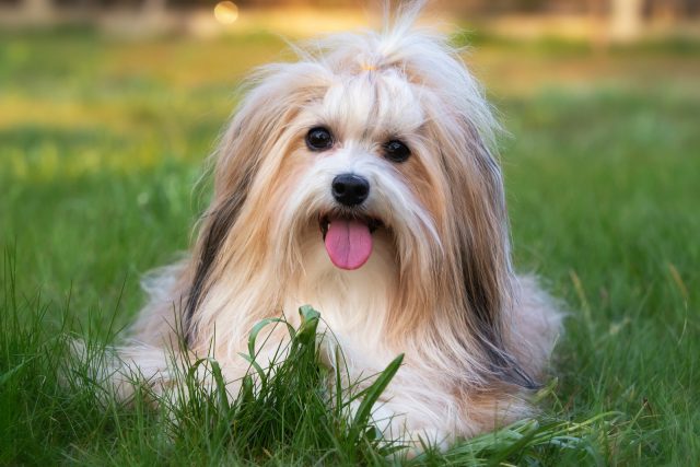 Are Havanese Hypoallergenic? Havanese Shedding And Grooming