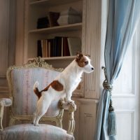 a jack russell terrier standing on the chair looking outside