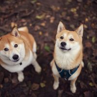 Two shiba inus looking up at the camera and waiting in the autumn