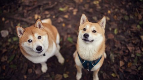 Are Shiba Inus Aggressive? Dealing With Dog Aggression