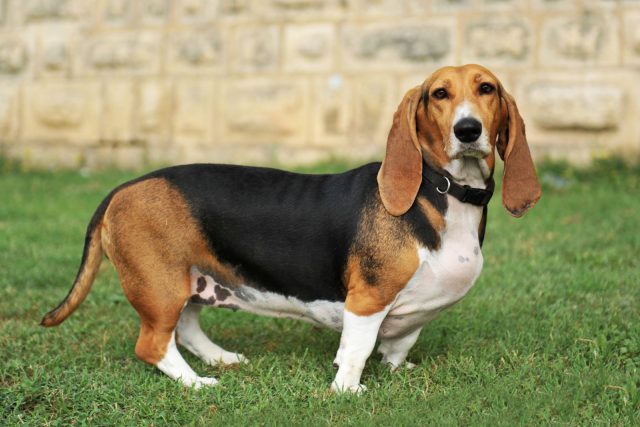 Male Vs Female Basset Hound: May The Best Basset Win