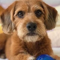 cute beagle poodle mix