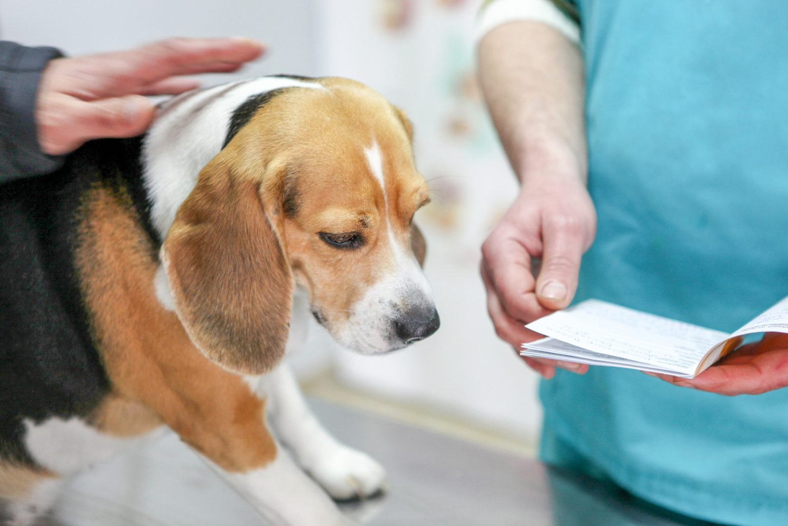 What Is The Beagle Lifespan? Beagle Health Issues And Life Expectancy