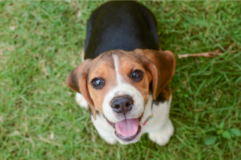 Male Vs. Female Beagle: Which Is The Best Choice For You?