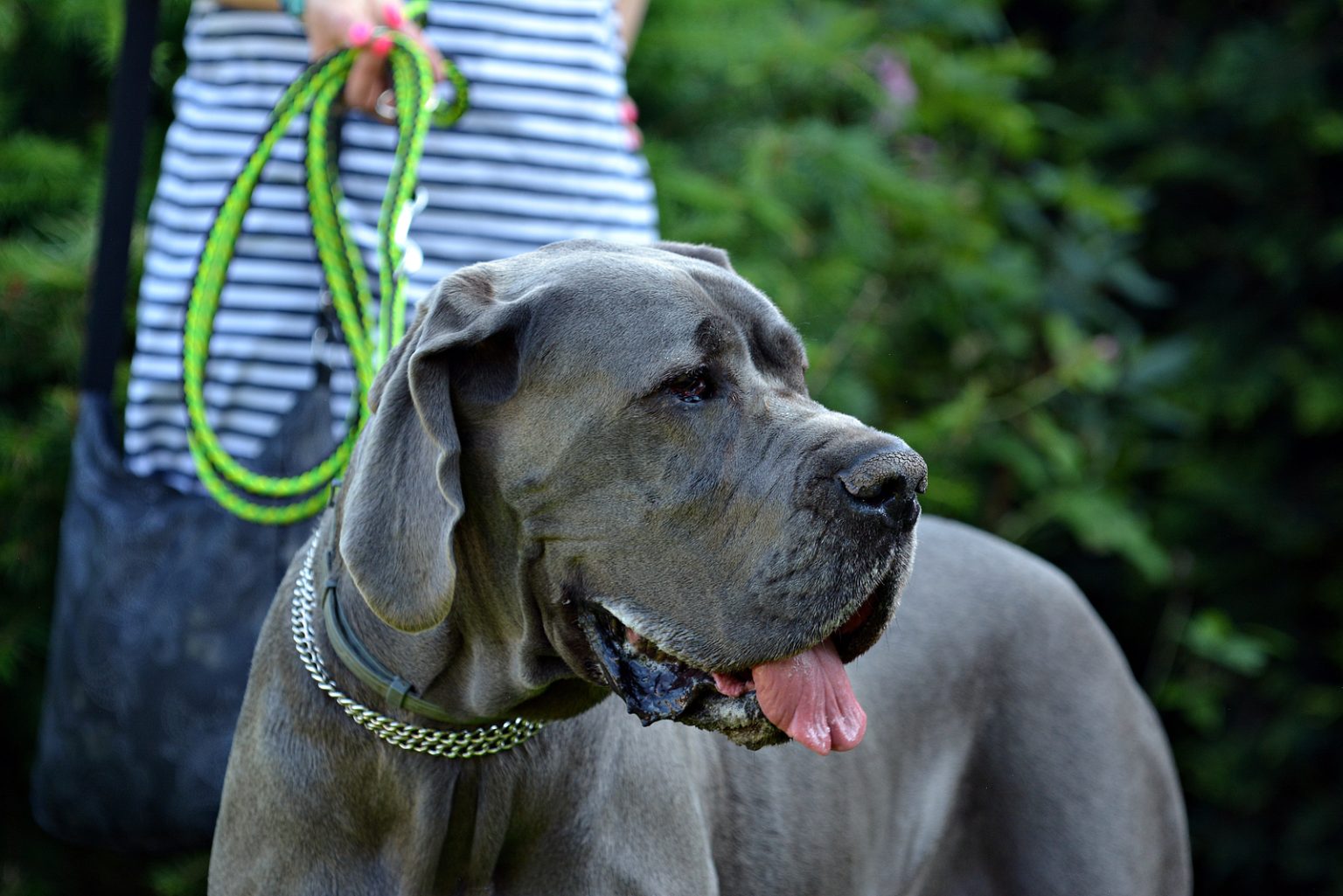 Great Dane Lifespan: Why You Should Cherish Every Minute Spent With ...