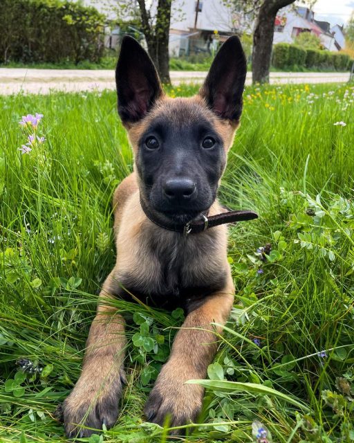 How Much Do Belgian Malinois Cost? All You Need To Know