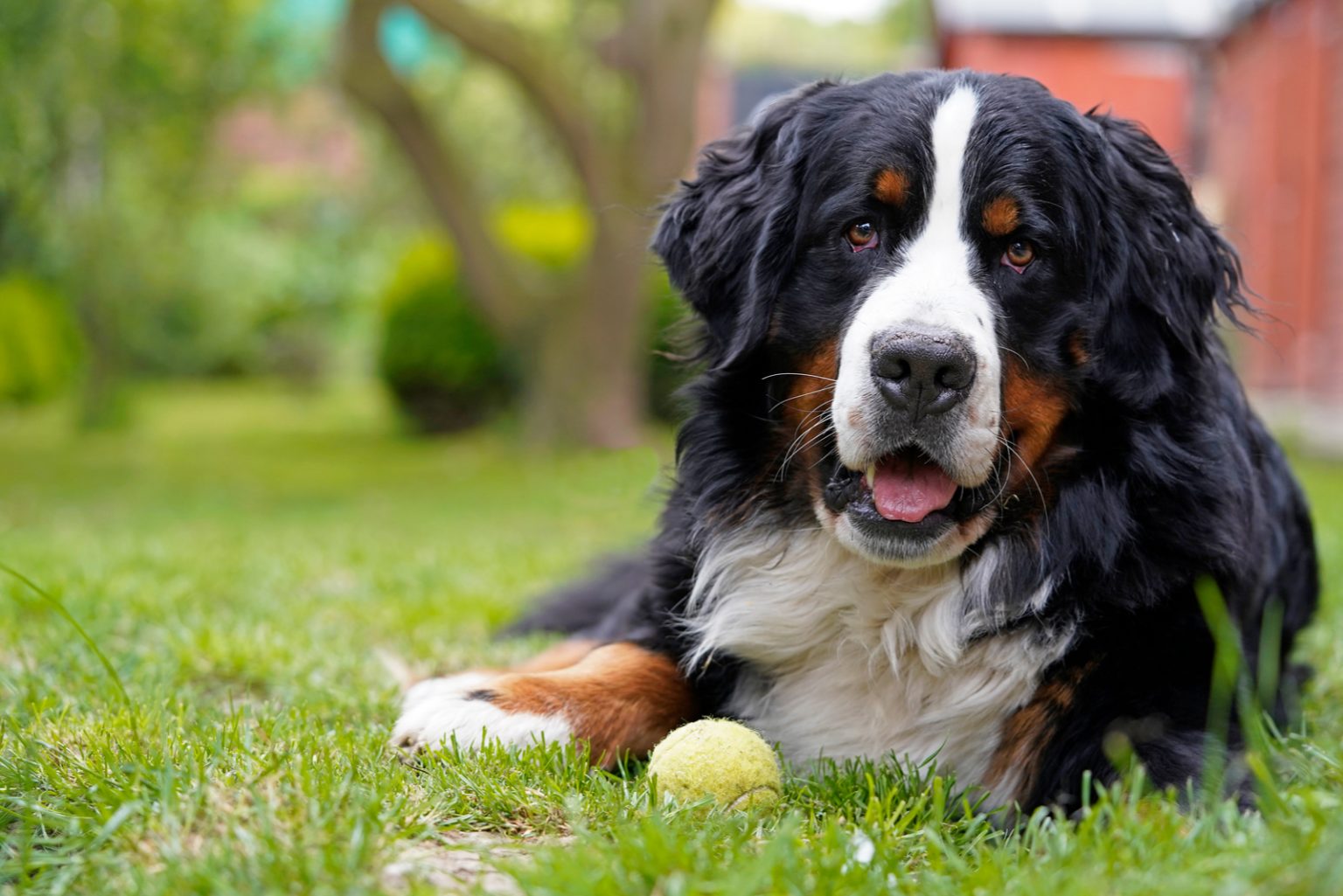 Male Vs Female Bernese Mountain Dog: Which One Is Better?