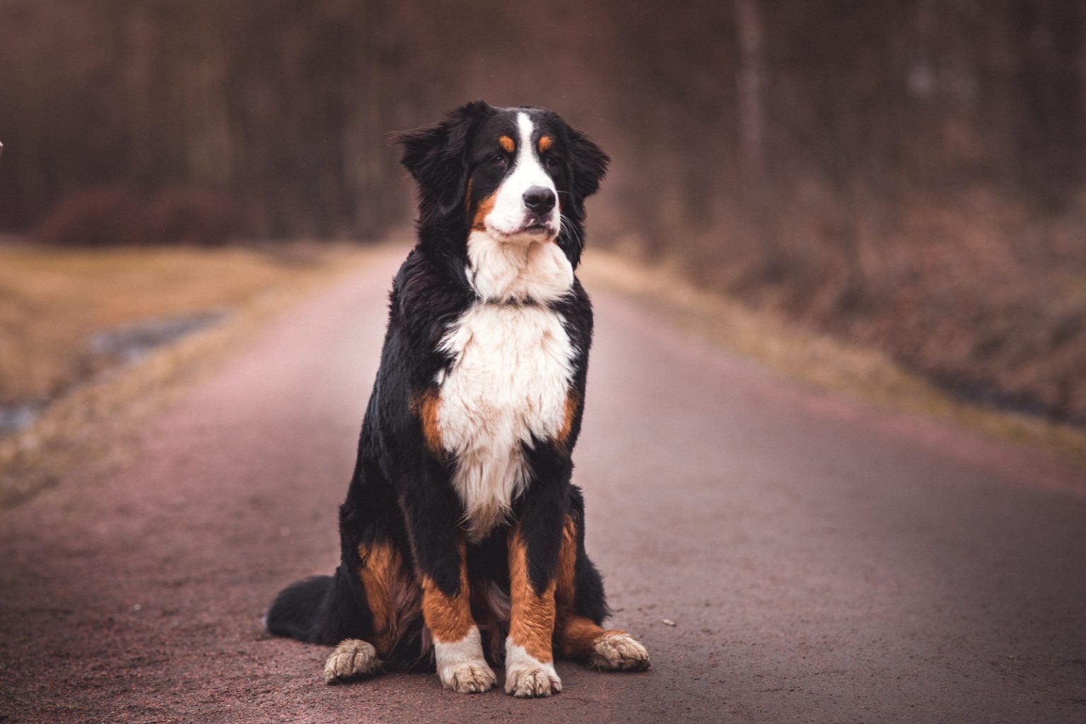 Male Vs Female Bernese Mountain Dog: Which One Is Better?