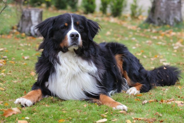 Male Vs Female Bernese Mountain Dog: Which One Is Better?