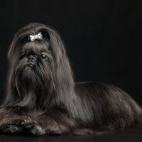 beautiful shih tzu with ribbon sitting against black background