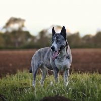 Cane Corso Husky Mix