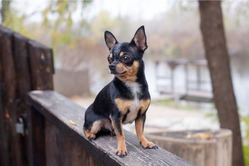 How Much Do Chihuahuas Cost? Puppy Price And Expenses