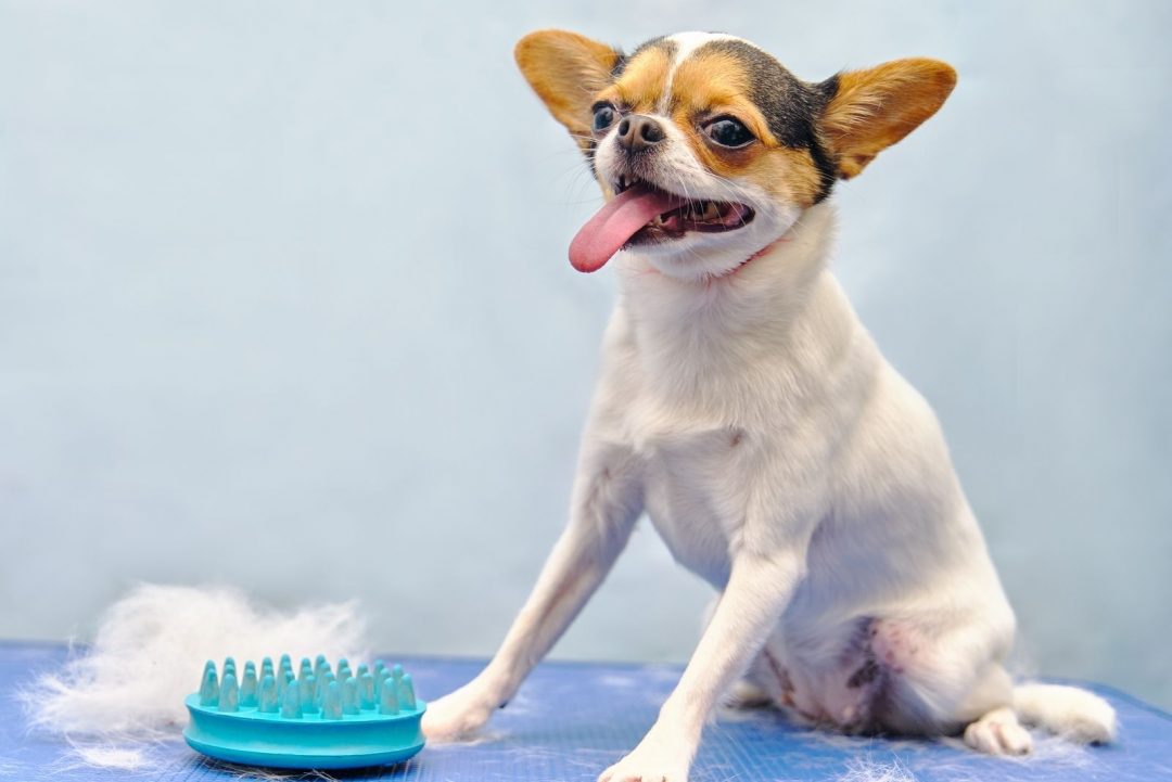 Do Chihuahuas Shed And How To Deal With Their Shedding Schedule