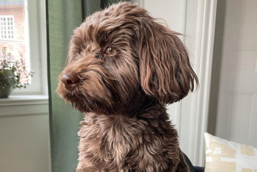 All About Chocolate Havanese – Are These Dogs Healthy?