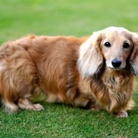 dachshund dog breed also known as the wiener dog or sausage dog is a short-legged, long-bodied, hound-type dog breed standing outdoors