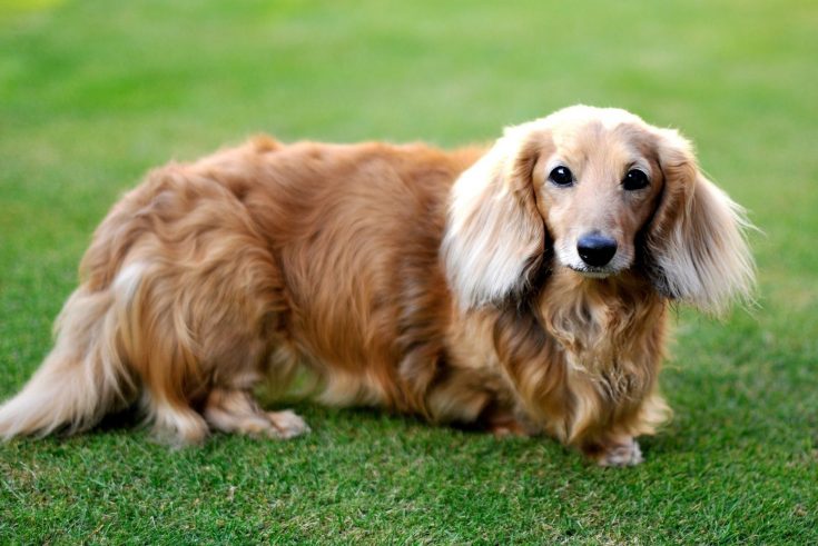 Cream Long Haired Dachshund: The Ultimate Dachshund Guide