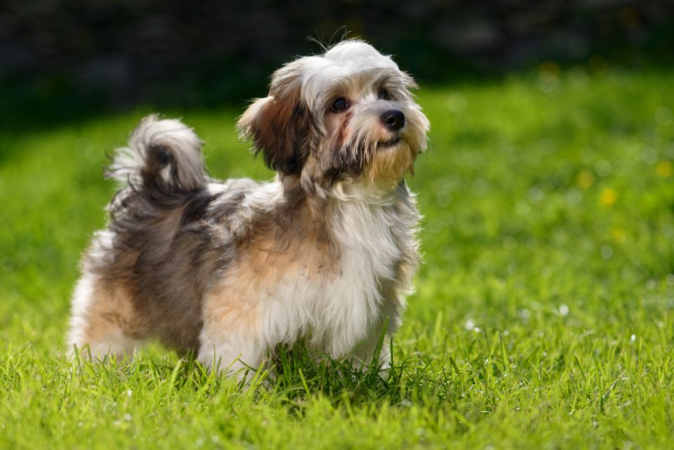 Are Havanese Hypoallergenic? Havanese Shedding And Grooming