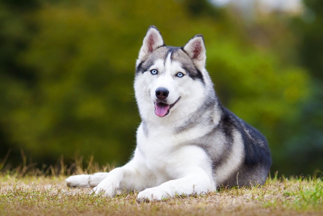 Do Siberian Huskies Shed? Husky Grooming And Care Advice