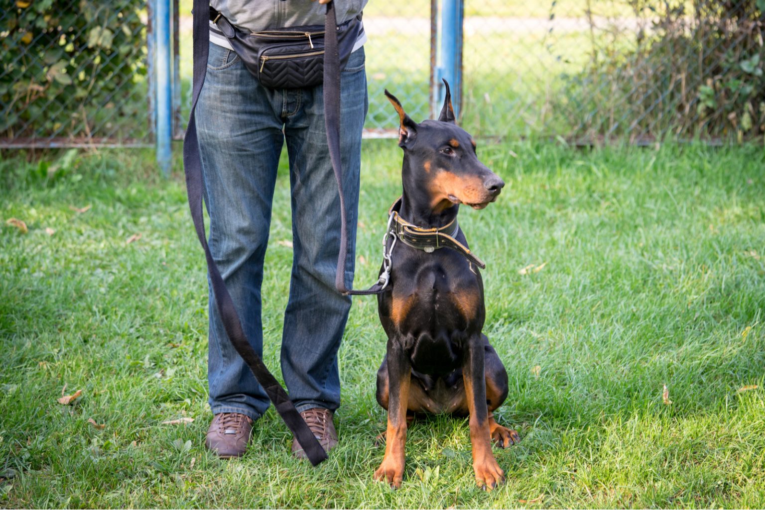 Male vs. Female Doberman: Which One Is Better Suited For You?