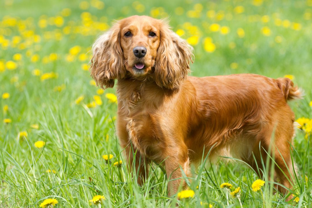 Are Cocker Spaniels Hypoallergenic? What You Need To Know